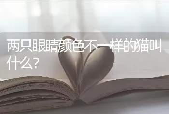 两只眼睛颜色不一样的猫叫什么？