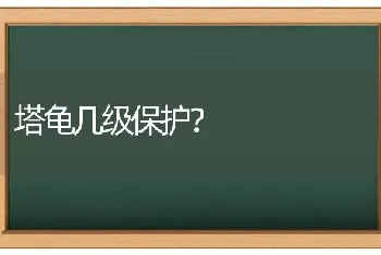 塔龟几级保护？