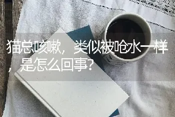 猫总咳嗽，类似被呛水一样，是怎么回事？