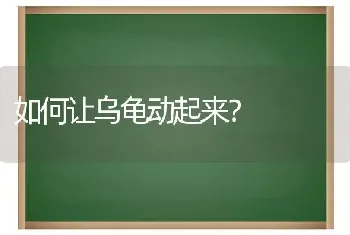 如何让乌龟动起来？