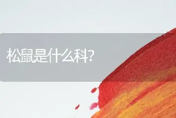 吉娃娃腿长好还是腿短好？