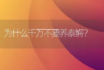 为什么千万不要养泰鳄？