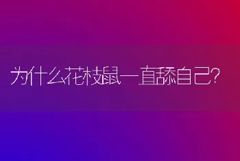 为什么花枝鼠一直舔自己？