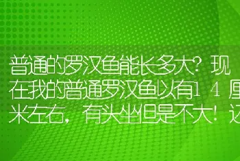 普通的罗汉鱼能长多大？现在我的普通罗汉鱼以有14厘米左右，有头坐但是不大!还会起头吗？