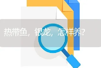 热带鱼，银龙，怎样养？