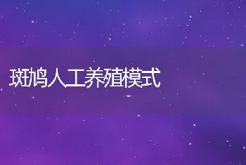 斑鸠人工养殖模式