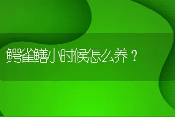 鳄雀鳝小时候怎么养？