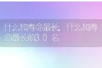 什么狗寿命最长，什么狗寿命最长前30名