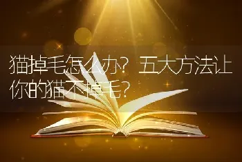 猫掉毛怎么办?五大方法让你的猫不掉毛？