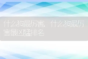 什么狗最厉害，什么狗最厉害最凶猛排名