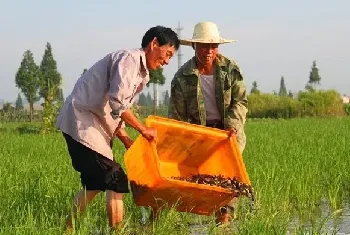 泥鳅养殖的三种模式和技术要点