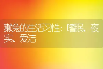 獭兔的生活习性：嗜眠、夜实、爱洁