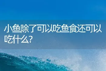 小鱼除了可以吃鱼食还可以吃什么？