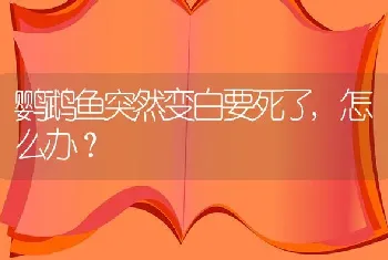 鹦鹉鱼突然变白要死了,怎么办？