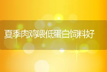 夏季肉鸡喂低蛋白饲料好