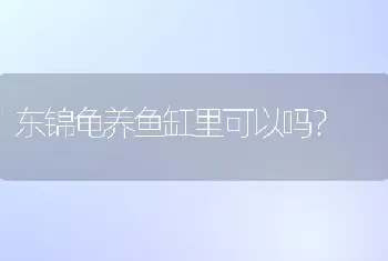 东锦龟养鱼缸里可以吗？