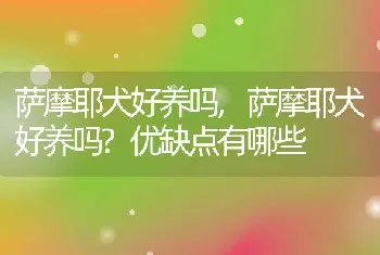 萨摩耶犬好养吗，萨摩耶犬好养吗？优缺点有哪些