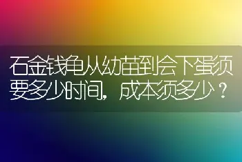 石金钱龟从幼苗到会下蛋须要多少时间，成本须多少？