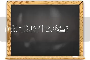 仓鼠可以吃什么鸡蛋？