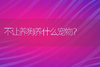 不让养狗养什么宠物？