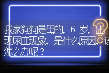 我家狗狗是母的，6岁，出现尿血现象，是什么原因，该怎么办呢？