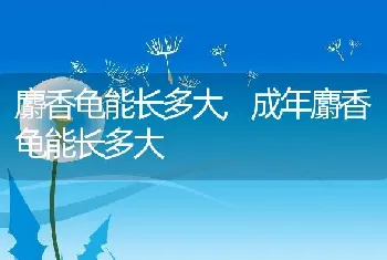 麝香龟能长多大，成年麝香龟能长多大