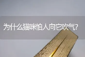 为什么猫咪怕人向它吹气？