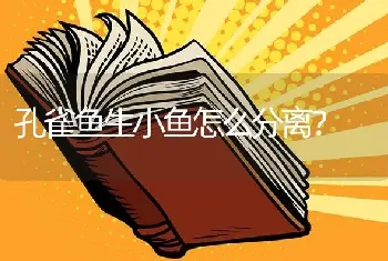 孔雀鱼生小鱼怎么分离？