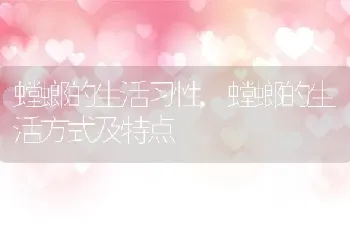 螳螂的生活习性，螳螂的生活方式及特点