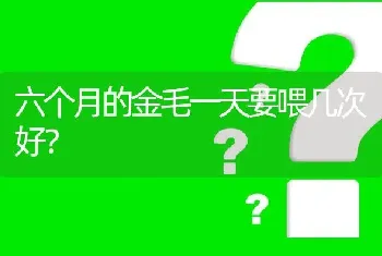 六个月的金毛一天要喂几次好？