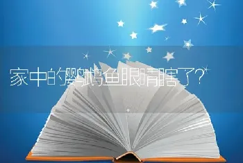 家中的鹦鹉鱼眼睛瞎了？