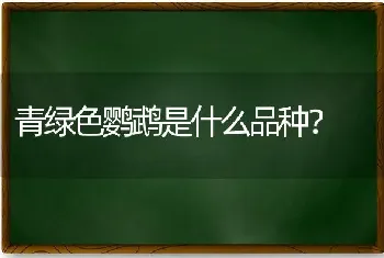 青绿色鹦鹉是什么品种？