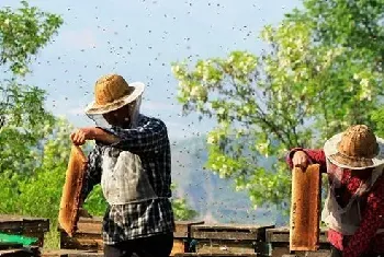 蜜蜂良种选育技术