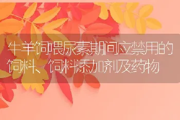 牛羊饲喂尿素期间应禁用的饲料、饲料添加剂及药物