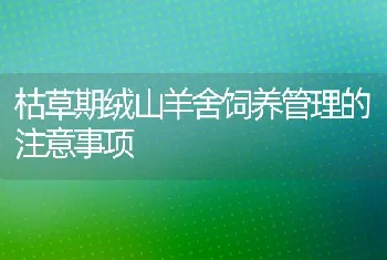 南方建植人工牧草地良种非洲狗尾草