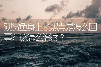 鲳鱼和食人鱼有什么区别？