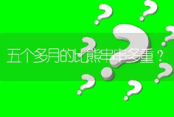 五个多月的比熊串串多重？