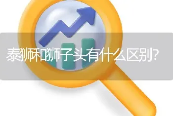 泰狮和狮子头有什么区别？