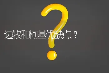 边牧和柯基优缺点？