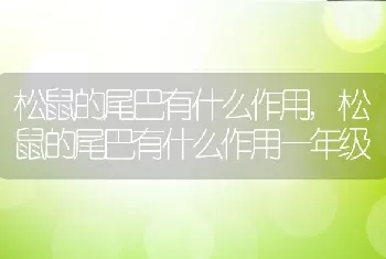 松鼠的尾巴有什么作用，松鼠的尾巴有什么作用一年级