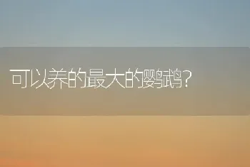 可以养的最大的鹦鹉？