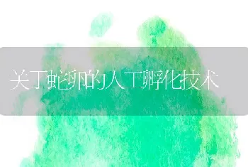 孔雀鱼的繁殖