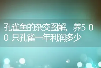 孔雀鱼的杂交图解，养500只孔雀一年利润多少