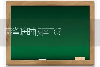 燕雀啥时候南飞？