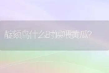 靛颏鸟什么时候喂黄瓜？