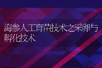 海参人工育苗技术之采卵与孵化技术