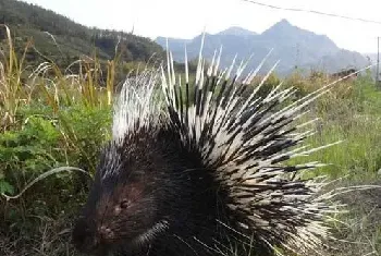 豪猪一般的销路在哪里？养殖前景分析