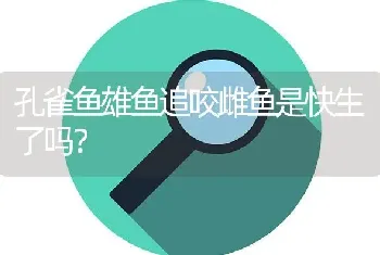 孔雀鱼雄鱼追咬雌鱼是快生了吗？