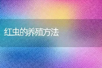 红虫的养殖方法