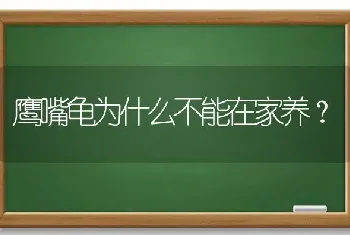 鹰嘴龟为什么不能在家养？